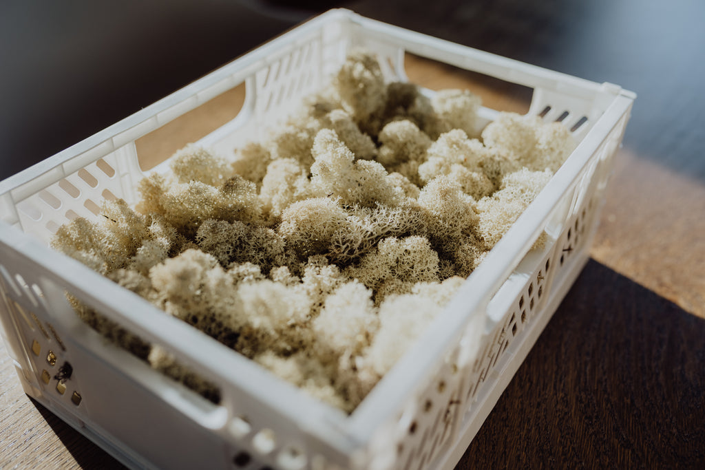 Moos.CONNECT - Workshop für Teams