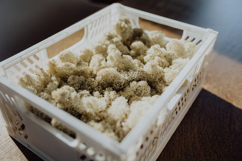 Moos.CONNECT - Workshop für Teams