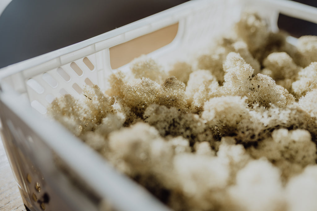 Moos.CREATE - Workshops für private Gruppen & Anlässe