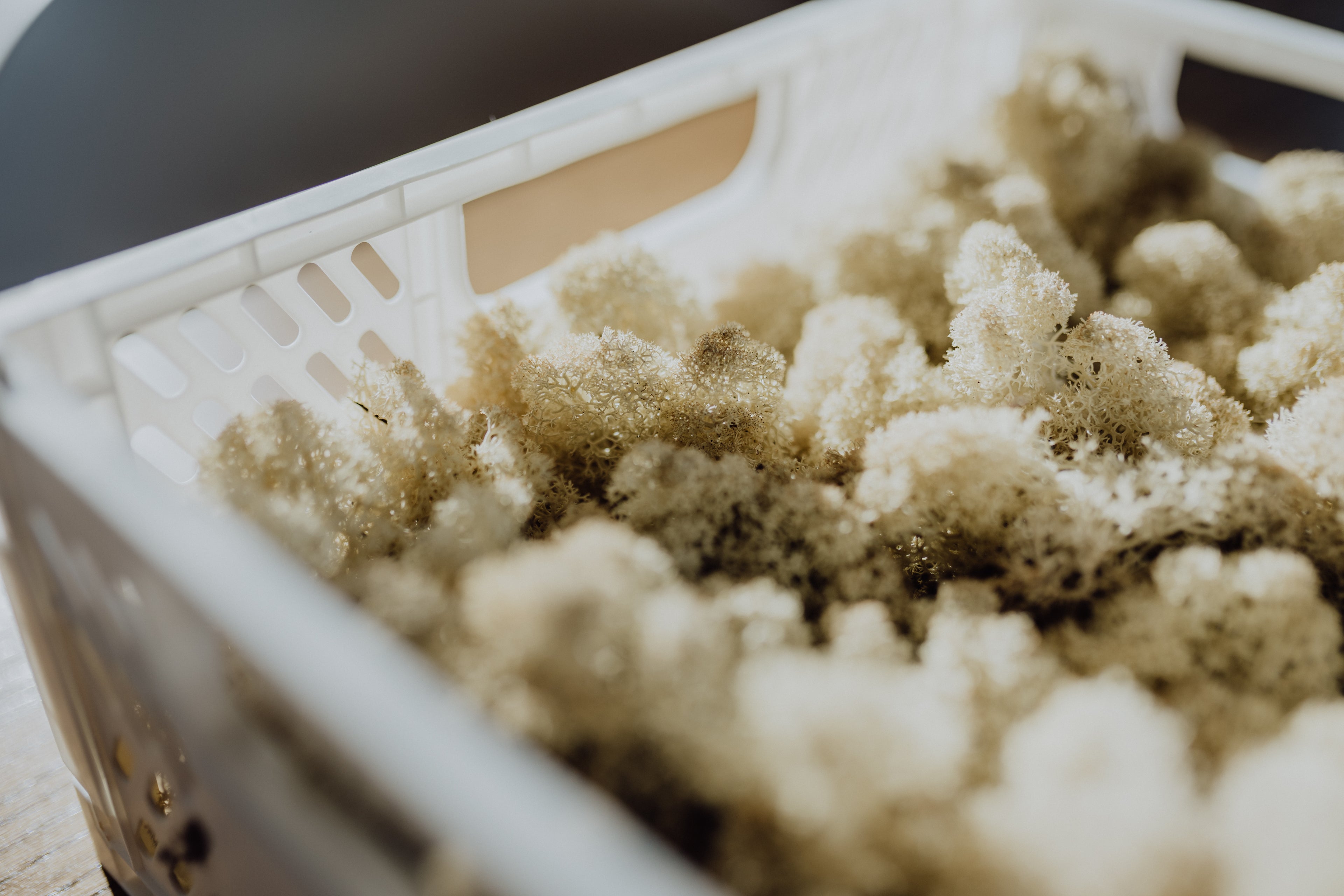 Moos.CREATE - Workshops für private Gruppen & Anlässe