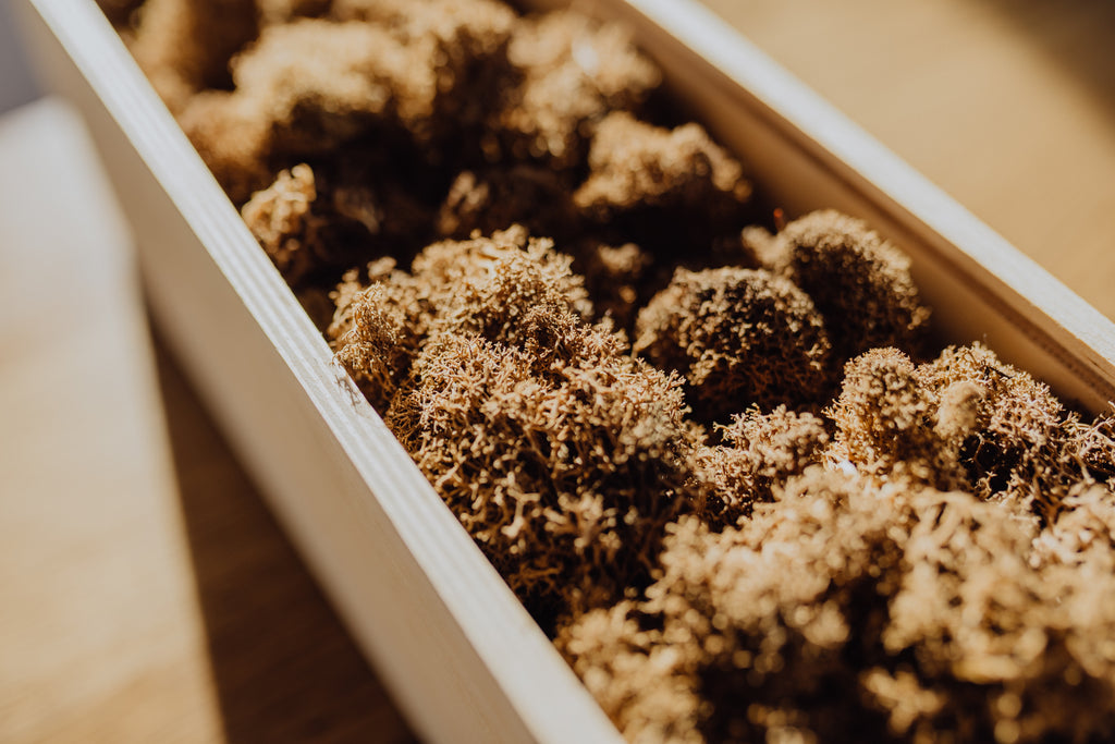 Moos.CONNECT - Workshop für Teams